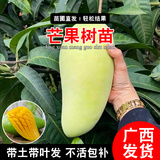 君扬广西芒果树苗 青皮芒果嫁接苗台农贵妃澳芒 家庭盆栽金煌桂七凯特 金煌芒果苗 两年苗50-60CM高（带土带叶）