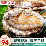 鲜拔头筹 青岛鲜活大鲍鱼海捕 大号鲍鱼鲜活冷冻生鲜贝类火锅烧烤特大鲍鱼 【活鲜】鲜活特大鲍鱼 净重1000g  12头