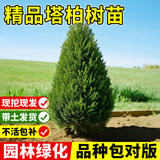 琅阙塔柏树苗带土松柏耐寒四季常青塔松园林工程绿化2m以上源头直发