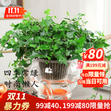 叹为观止18种吊兰任你选金边吊兰各种盆栽花卉客厅垂吊桌面植物净化空气 常春藤 含盆