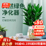 叹为观止18种吊兰任你选金边吊兰各种盆栽花卉客厅垂吊桌面植物净化空气 特级三株观音竹 含盆