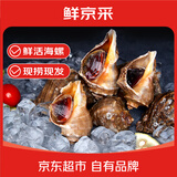 鲜京采鲜活海螺净重2斤 8-12只/斤 鲜活到家 源头直发 烧烤 家宴