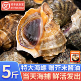 鲸甘郎海螺鲜活特大新鲜海捕响螺带黄贝类生鲜小海鲜水产批发3斤5斤顺丰 特大号2斤装（约2-4个/斤）