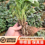 带根红薯苗秧苗烟薯25号种苗糖心流油烤蜜薯西瓜红哈密紫薯板栗薯 带根苗（顺丰包邮） 西瓜红（蒸煮型）50颗苗