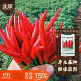 北蔬 辣椒种子种苗单生指天椒红辣椒四季种籽 萨兰娜朝天椒种子300粒