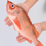 鲜拔头筹 新鲜红石斑鱼 大眼鱼富贵鱼深海鱼生鲜鱼类 海鲜水产红鱼 【特大规格】1.8-2.2斤一条