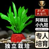 疯狂水草（FKSC）鱼缸水草蜈蚣草鱼缸造景专用真水草懒人水培植物净化水质直接入缸 【赛级精品】阿根廷小九冠