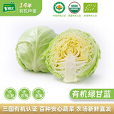 有机汇有机绿甘蓝 生鲜包菜大头菜 新鲜有机 产地种植 营养丰富零农残 圆甘蓝 500g