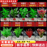 疯狂水草（FKSC）真水草鱼缸造景套餐净化水质懒人鱼缸水草植物直接入缸蜈蚣草 【净水石】净水培菌组合适合40-60缸