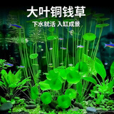 精品水草种子家用创意鱼缸玻璃瓶四季造景铜钱草小型水培速生装饰 铜钱草种子3包约300粒
