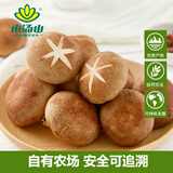 小汤山 香菇 200g 基地直供新鲜蔬菜安全可追溯