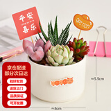 墨一儿童节多肉植物组合盆栽室内好养办公室桌面绿植小盆栽花卉 圆形盆B（赠插牌5件套） 带盆栽好