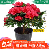 急兔杜鹃花四季种植盆栽花卉阳台绿色植物苗/杜鹃花苗原盆源头直发