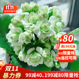 手耕田长寿花盆栽重瓣金狐狸大花带花苞花苗四季室内开花好养的花卉植物 【苗原土带花苞】绿巴黎 不含盆