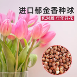 京云梦郁金香种球进口水培耐寒土水培花卉盆栽好养粉8颗源头直发