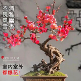 行湘红梅树苗室内盆栽红梅腊梅 红梅盆景约3-4cm粗 不含盆 源头直发