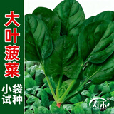 寿禾 大叶小叶菠菜种子大全波菜种红根耐寒蔬菜四季播寿光冬春季菜籽 [小袋试种]银辉大叶菠菜种子约1千粒