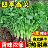 香菜种子四季美味大叶芫荽籽种老品种阳台蔬菜大全农家小叶菜种籽 四季美味大叶香菜1包约1000粒