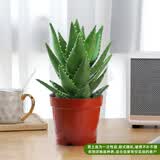 花翁芦荟盆栽室内净化空气绿植物办公桌面多肉四季花卉仙人掌源头直发