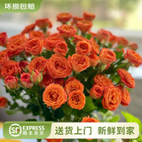 云南鲜花批发品质玫瑰百合水养鲜切花送女友生日礼物源头直发 橙色芭比-10支 【任选2件—不收运費】