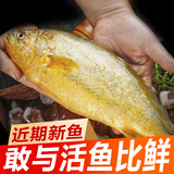 冰鲜部族大黄花鱼 深海大黄鱼海捕活冻鲜活大海鱼鲜海鲜水产 【深海大黄花鱼250g*4条】2斤装