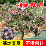 君扬广西桃金娘苗捻子树苗捻子果苗山捻子乌稔山花烂漫果苗盆栽果树苗 桃金娘（捻子）三年苗60-80CM高