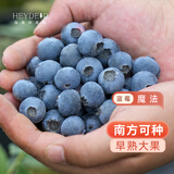 海蒂的花园蓝莓树果苗盆栽南方北方带阳台庭院地栽果蔬苗海妈家源头直发