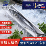 秋诗鲜湘青岛大鲅鱼4-20斤新鲜深海马鲛鱼礼盒海捕冷冻超大鲅鱼馅生鲜鱼类 6斤以上/整条