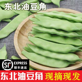 味小仙东北油豆角 新鲜九月青油豆角开锅烂火锅食材蔬菜特产九月青 5斤