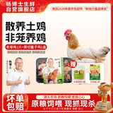 杨博士 皖南散养老母鸡仔鸡组合 净重2.8斤 土鸡走地鸡整只一年源头直发