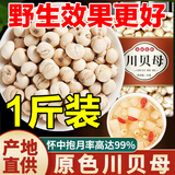 川贝母精选2025新货正宗四川原色大粒贝母干货中药材非野生川贝 限时活动:00:05:06 精选川贝1罐250克