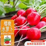 IDEAL理想农业 樱桃小萝卜种子水萝卜籽幼儿园四季种蔬菜种子 约500粒