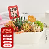 墨一儿童节多肉植物组合盆栽室内好养办公室桌面绿植小盆栽花卉 椭圆盆A（赠插牌5件套） 带盆栽好