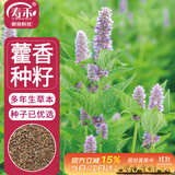 寿禾藿香种子种苗食用香草家庭阳台种植 潍丰香洋藿香种子2000粒