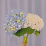 芊芊细语斗南基地直批发玫瑰鲜花全国速递配送女友礼物家用水养插花家庭 随机色绣球1支