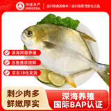 环球水产南海大金鲳鱼550g1条 BAP认证 海鱼水产 生鲜鱼类 火锅 烧烤海鲜