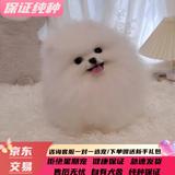 纯种博美幼犬宠物狗狗长不大俊介小型犬活体博美可爱家庭宠物狗 血统级 公