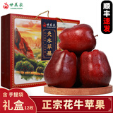 甘美农【顺丰】正宗甘肃天水花牛脆甜粉面苹果蛇红果老人应季礼盒 12枚果王礼盒【含手提袋|约8斤|顺丰】