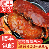 鲜拔头筹原装进口面包蟹生鲜1200-1600g超大熟冻螃蟹鲜活黄金蟹类 大号 400g-600g*2只