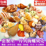 东之天地 天然贝壳海螺立体贝壳花片配件diy手工儿童制作装饰材料桌面摆件 贝壳海螺组合A