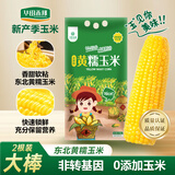 华田禾邦【大棒2根】东北黄糯玉米400g以上 新鲜甜黏玉米粒 早餐苞米 烧烤