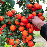 呆果丁沙糖桔树苗地栽盆栽南方北方种植橘子树苗柑桔果树果苗嫁接砂糖橘 阳台种植推荐丨4年精选苗当年结果（包成活）带叶发货