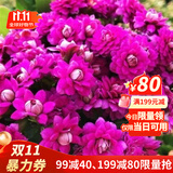 手耕田长寿花盆栽重瓣金狐狸大花带花苞花苗四季室内开花好养的花卉植物 【苗原土带花苞】紫罗兰 不含盆