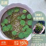 北蔬 碗莲种子苗水培鱼缸水养盆栽睡莲荷花四季种植带盆 碗莲种子套装