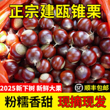 2025福建建瓯锥栗【顺丰配送到家—多地次日达】圆板栗毛栗子油栗 1000g 中果/果径2.1-2.3cm