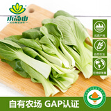 小汤山 油菜 250g 基地直供新鲜蔬菜GAP认证