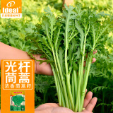 IDEAL理想农业 小叶光杆茼蒿种子皇帝菜细叶种籽阳台蔬菜种子15g*1袋