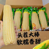 抱抱你 【大棒300g】头茬黄白玉米粘黏甜糯黑玉米棒营养代餐苞米玉米 白糯玉米8根*300g【粗粮代餐】