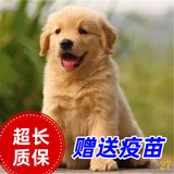 舒腾金毛幼犬纯种宠物狗狗金毛活体大型犬寻回犬宠物狗金毛幼崽活体狗 宠物级 精品金毛 公