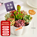 墨一儿童节多肉植物组合盆栽室内好养办公室桌面绿植小盆栽花卉 花瓣盆B（赠插牌5件套） 带盆栽好